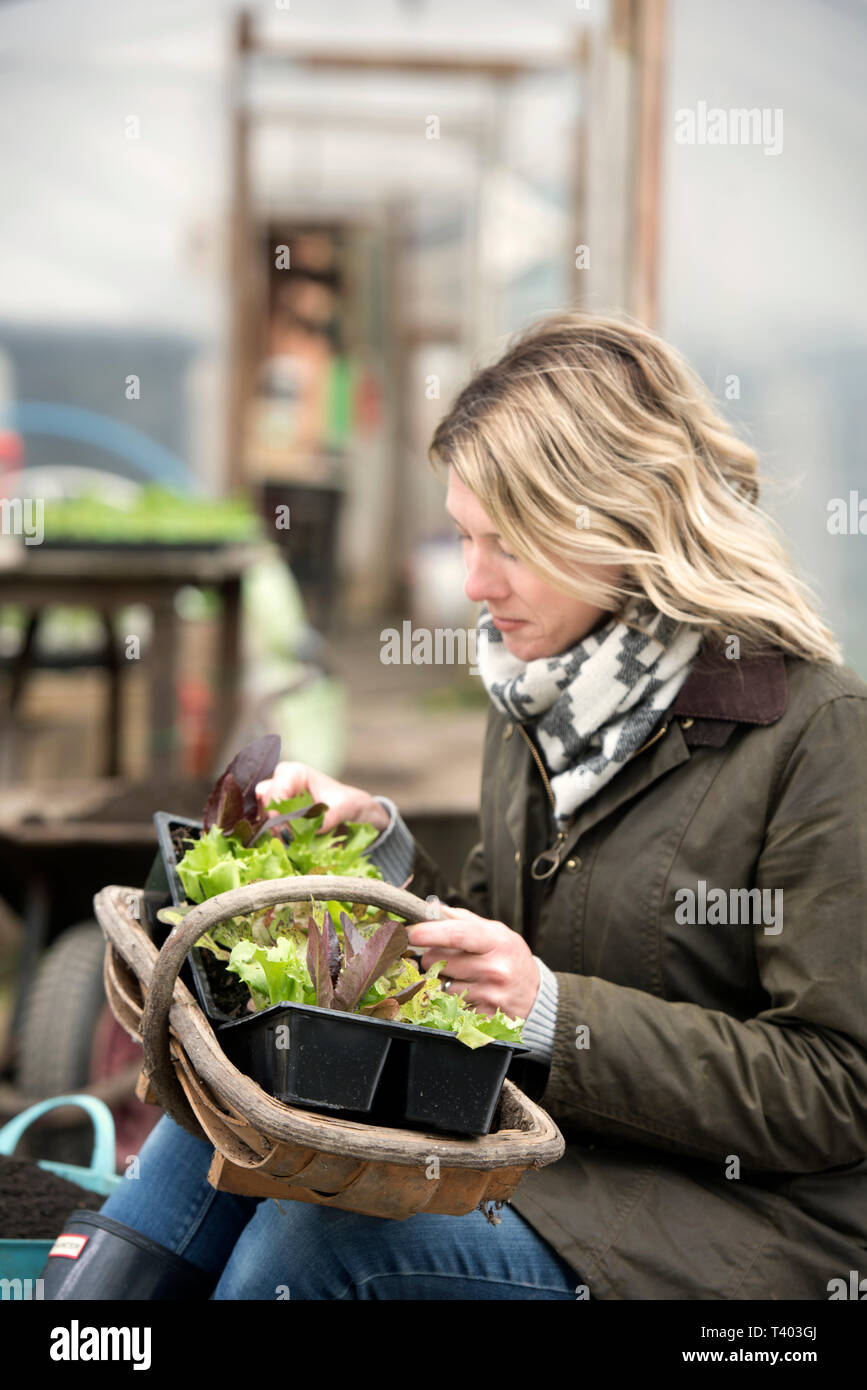 Ein Gärtner in einem Poly tunnel im Golden Hill Community Garden in Bristol UK Stockfoto
