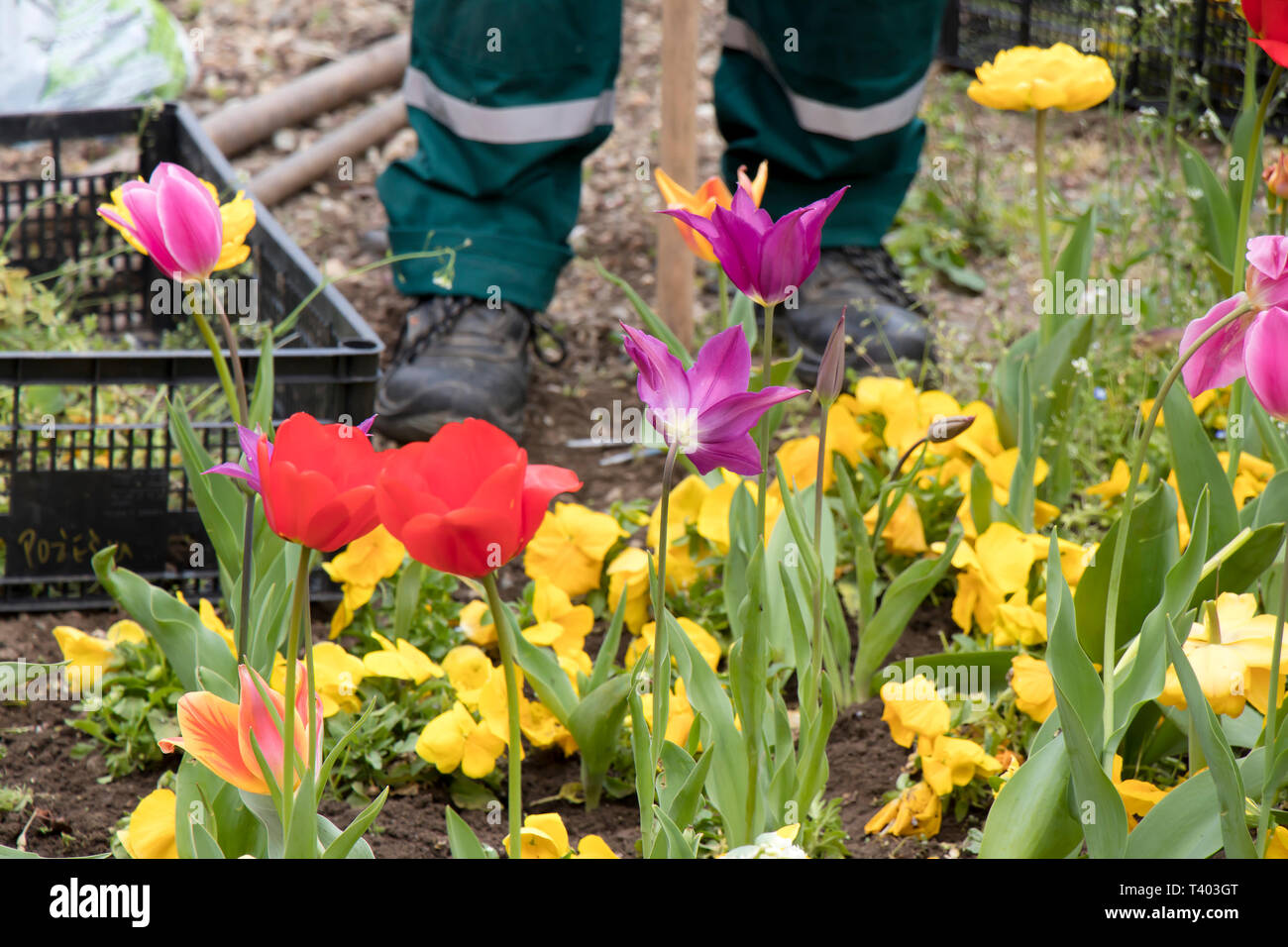 Farbenfrohe frühling garten mit verschiedenen Blumen und ein Wartung Arbeiter Beine im verschwommenen Hintergrund Stockfoto