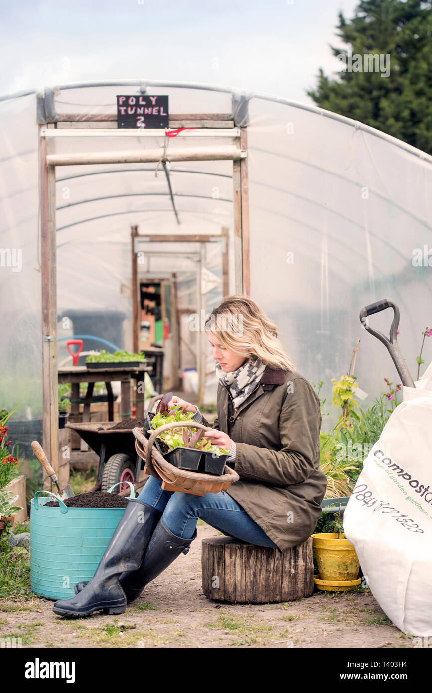 Ein Gärtner in einem Poly tunnel im Golden Hill Community Garden in Bristol UK Stockfoto