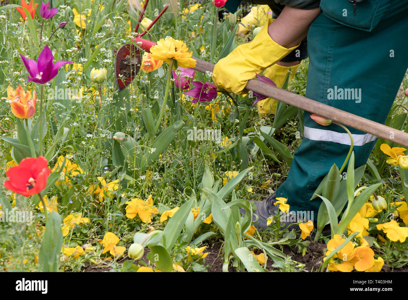 Farbenfrohe frühling garten mit verschiedenen Blumen und ein Wartung Arbeiter Entfernen des Unkrauts mit Pico Stockfoto