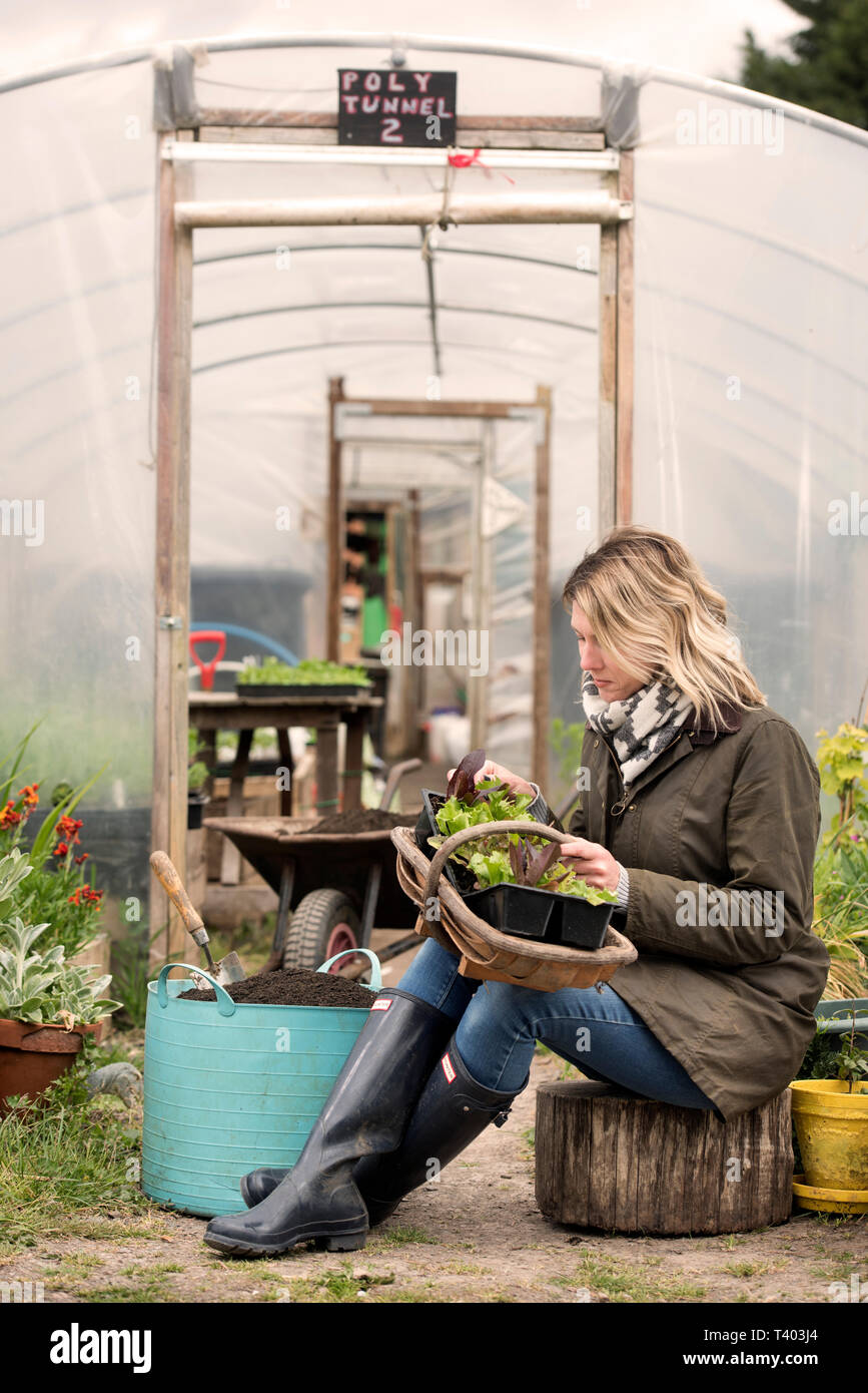 Ein Gärtner in einem Poly tunnel im Golden Hill Community Garden in Bristol UK Stockfoto