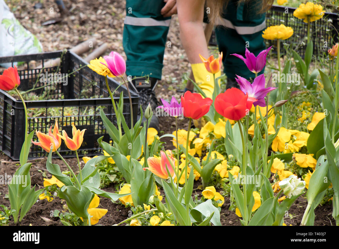 Farbenfrohe frühling garten mit verschiedenen Blumen und ein Wartung Arbeiter Entfernen des Unkrauts im verschwommenen Hintergrund Stockfoto