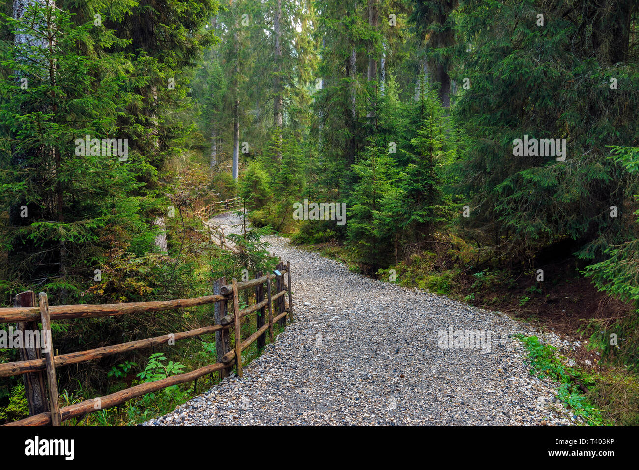 Der Weg in die Wälder rund um den See von Carezza (Karessee). Bei Sonnenaufgang am Morgen anfang Oktober getroffen Stockfoto