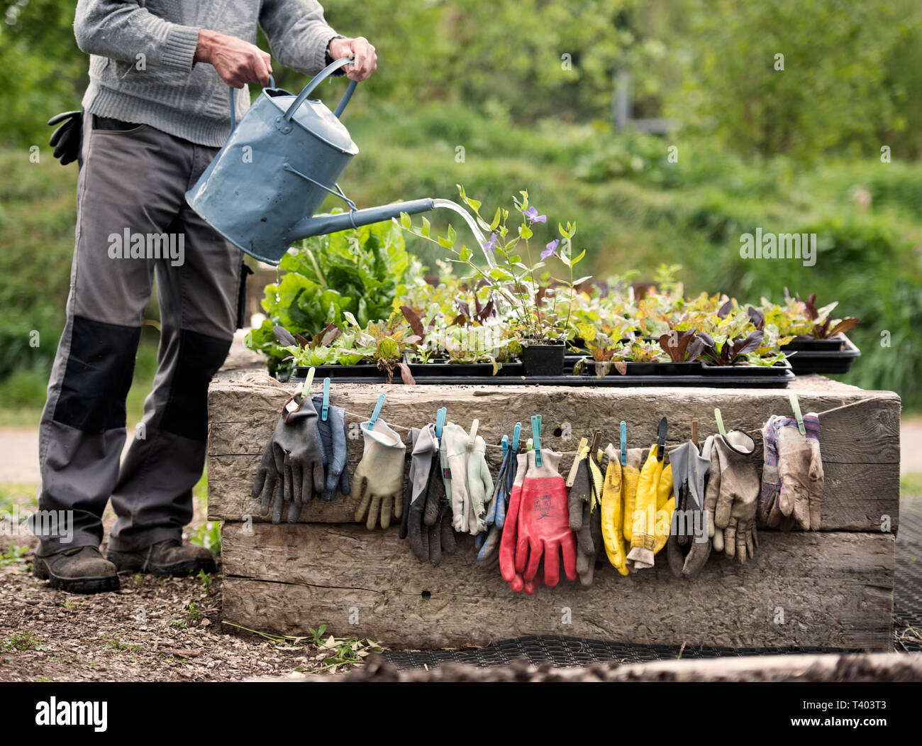 Gartenhandschuhe Trocknen bei einer gemeinschaftlichen Garten in Bristol UK Stockfoto