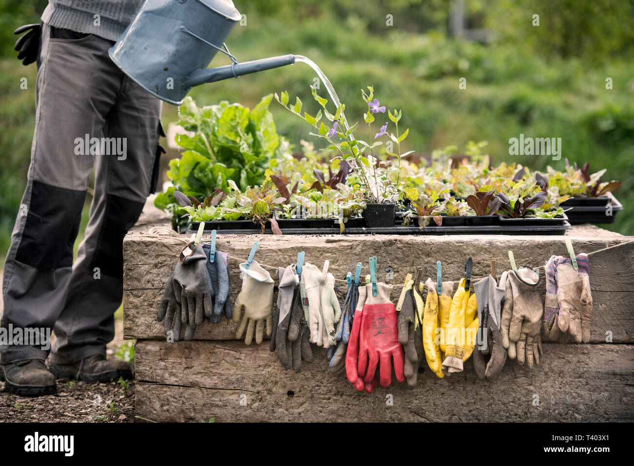 Gartenhandschuhe Trocknen bei einer gemeinschaftlichen Garten in Bristol UK Stockfoto