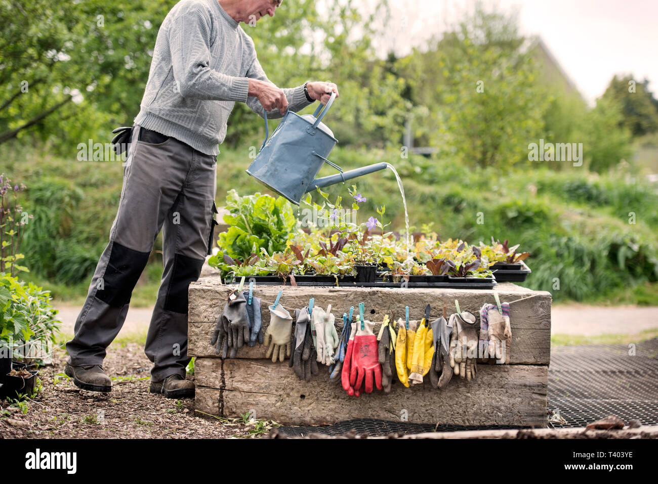 Gartenhandschuhe Trocknen bei einer gemeinschaftlichen Garten in Bristol UK Stockfoto