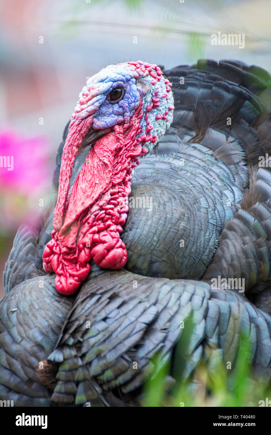 Kopf einer Türkei mit leuchtend roten und blauen Farben und eine grüne Wiese als Hintergrund Stockfoto