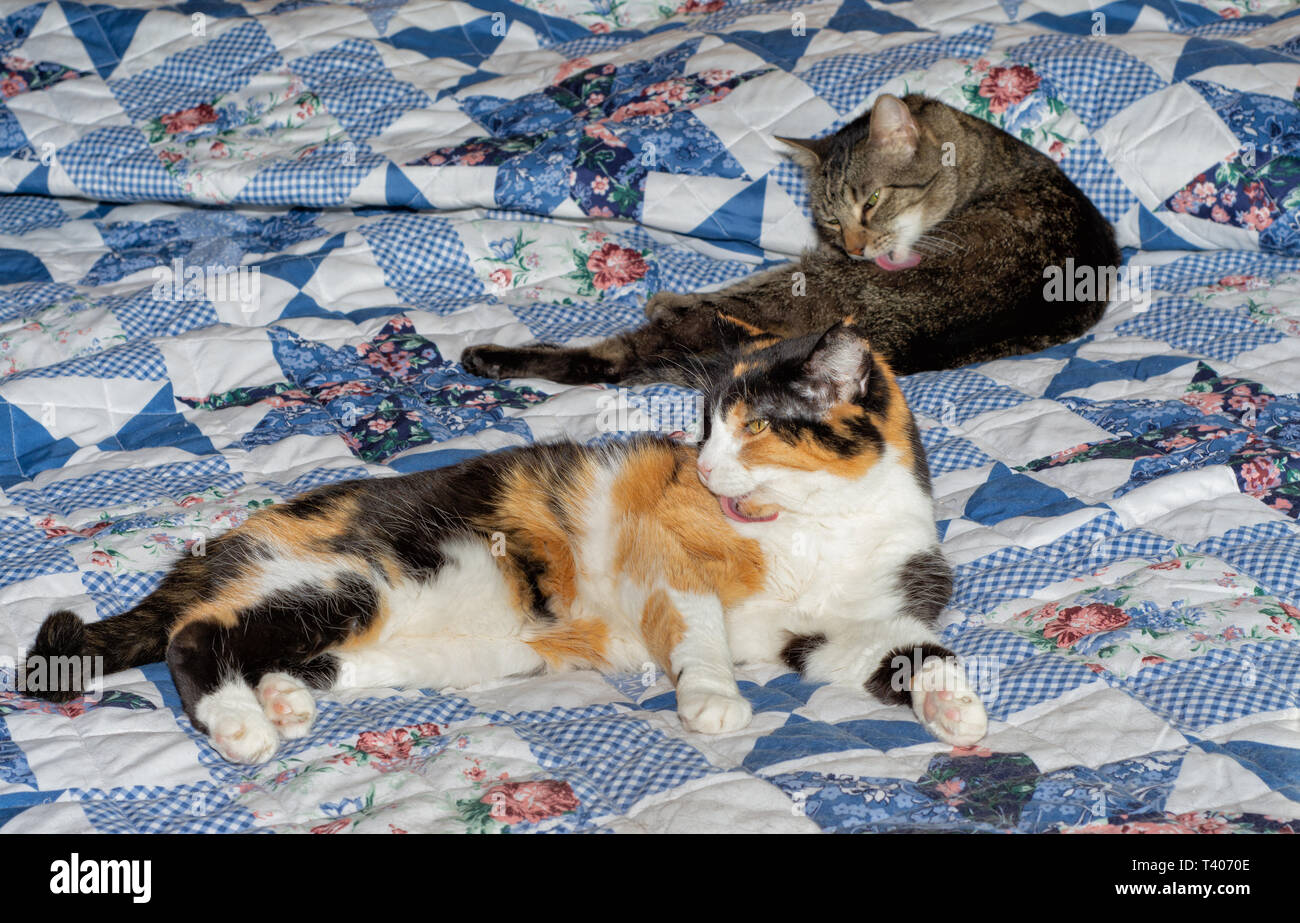 Zwei alte Katzen auf ein Bett, ein braun Tabby und eine calico, pflegen sich Stockfoto