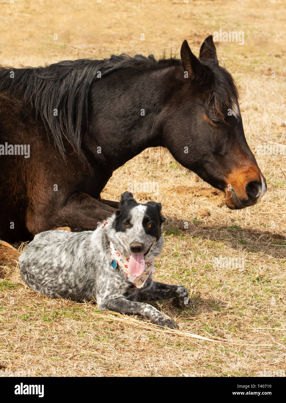 Schwarz-weiß gefleckte Hund liegend neben ihr schlafen Arabian Horse Freund in sonnigen Weide Stockfoto