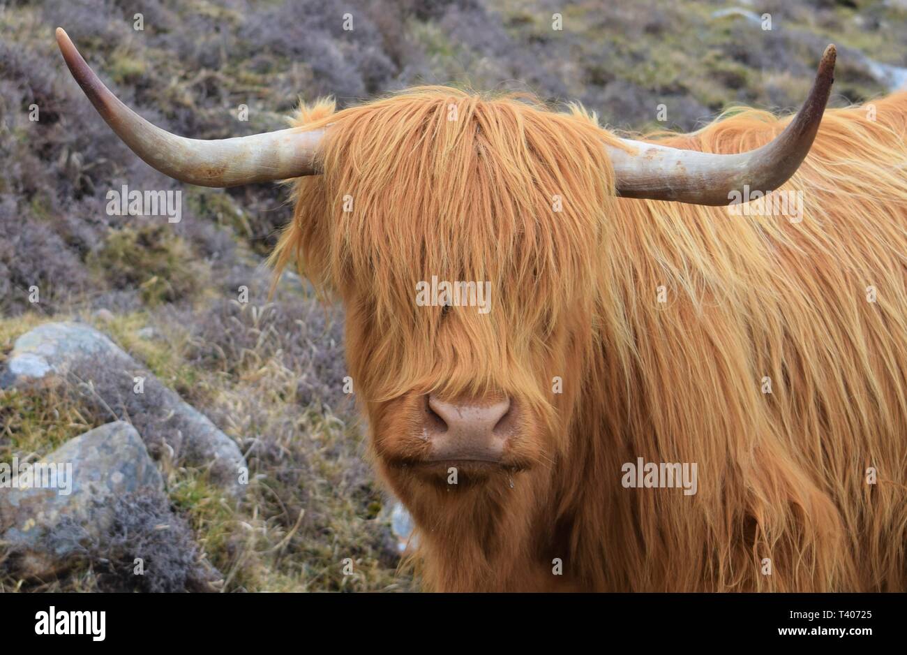 Highland Kuh Full Face Stockfoto