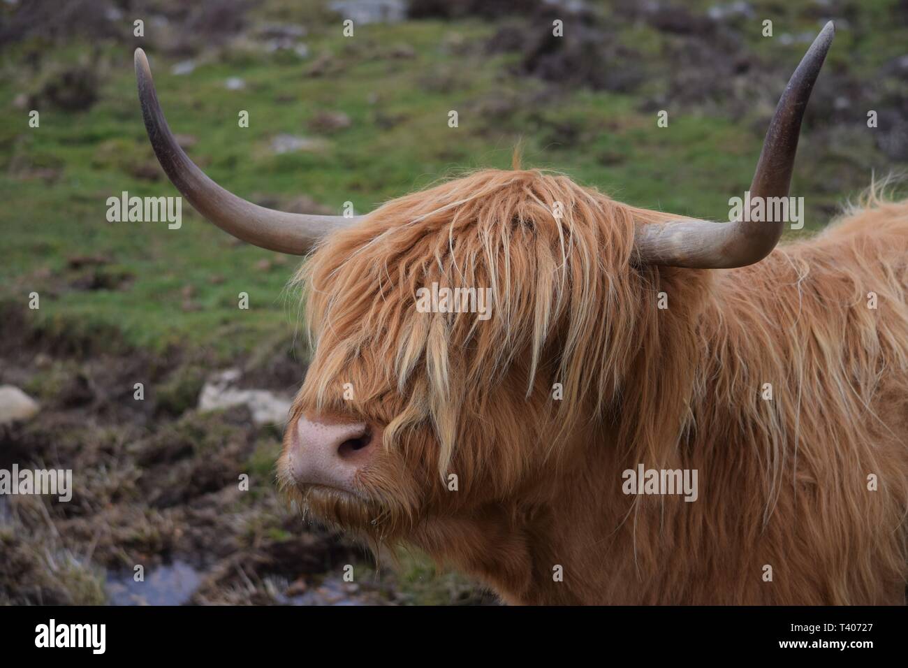 Highland Kuh Schottland Stockfoto