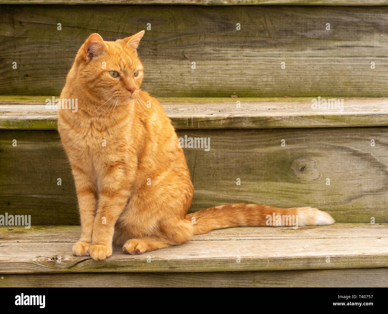 Schöne ginger tabby Katze sitzt auf rustikalen hölzernen Stufen outdooors Stockfoto