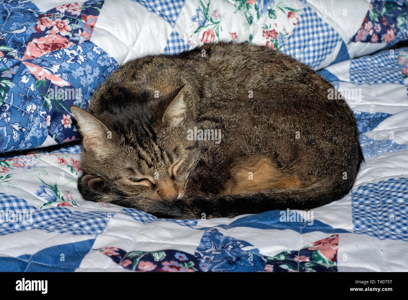Braun tabby Katze zusammengerollt und schlief auf einem Bett. Stockfoto