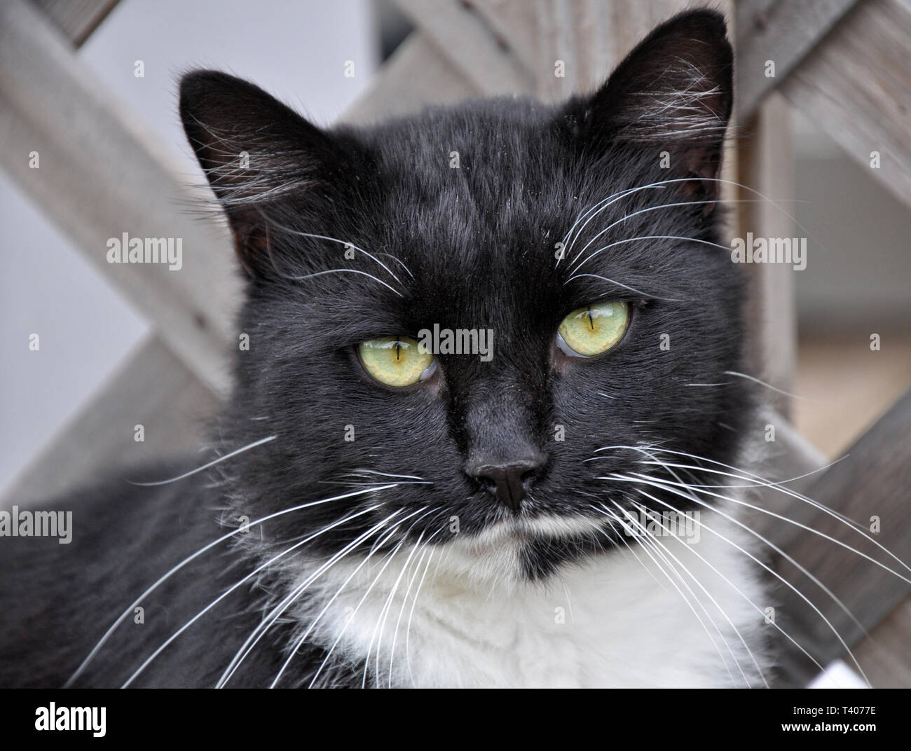 Stattliche tuxedo cat auf den Betrachter mit einem leicht geneigten Kopf Stockfoto