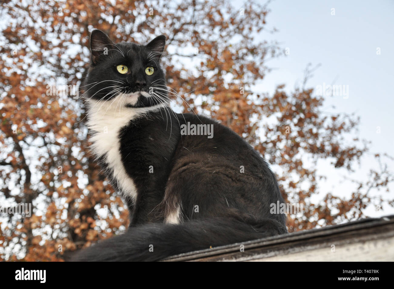 Stattliche tuxedo Katze sitzt hoch oben, mit Blick auf das Recht des Zuschauers, mit einer Eiche auf dem Hintergrund Stockfoto