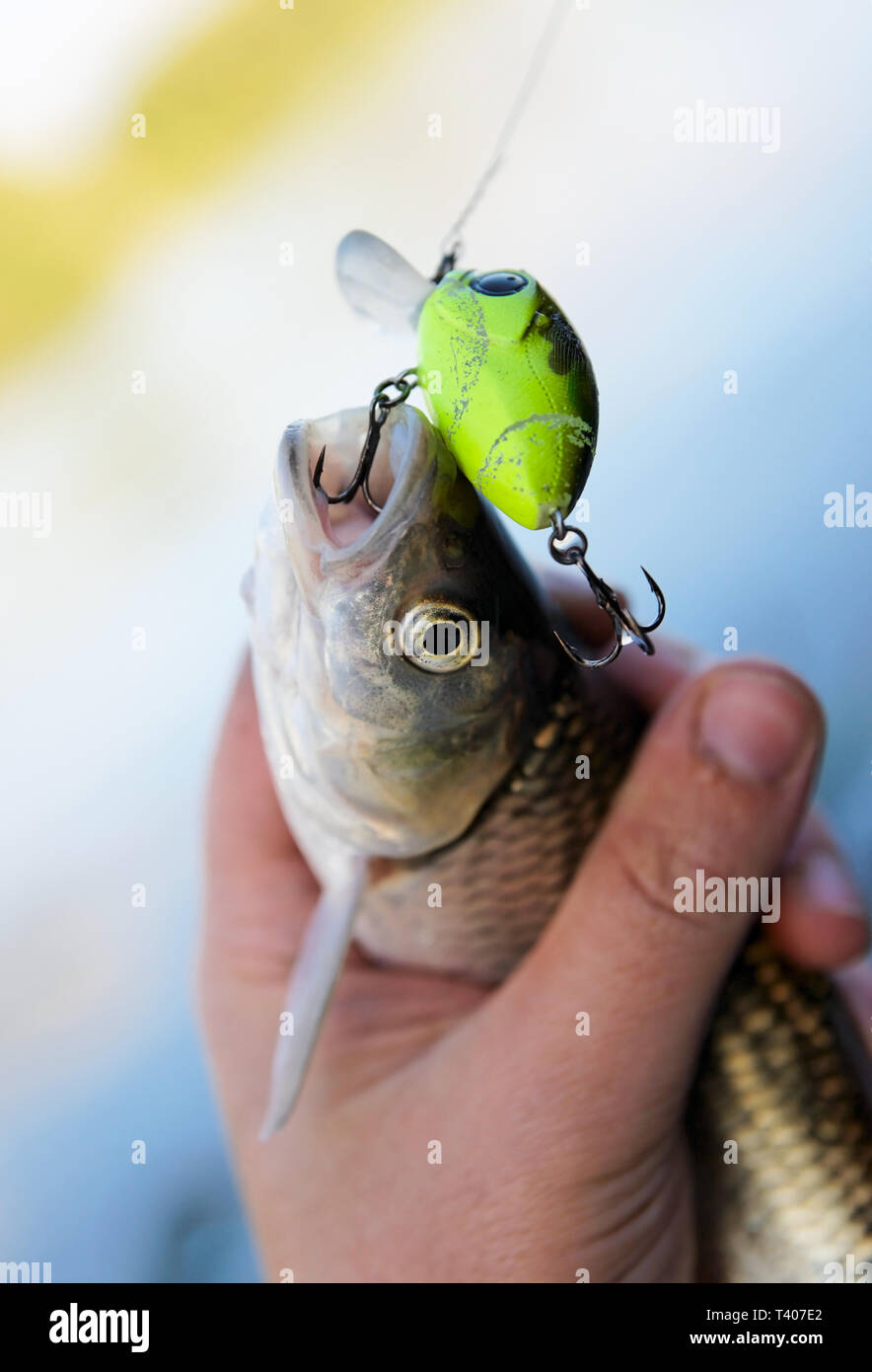 Dbel gefangen auf spinnen Kder in Fisherman's Hand Stockfotografie - Alamy