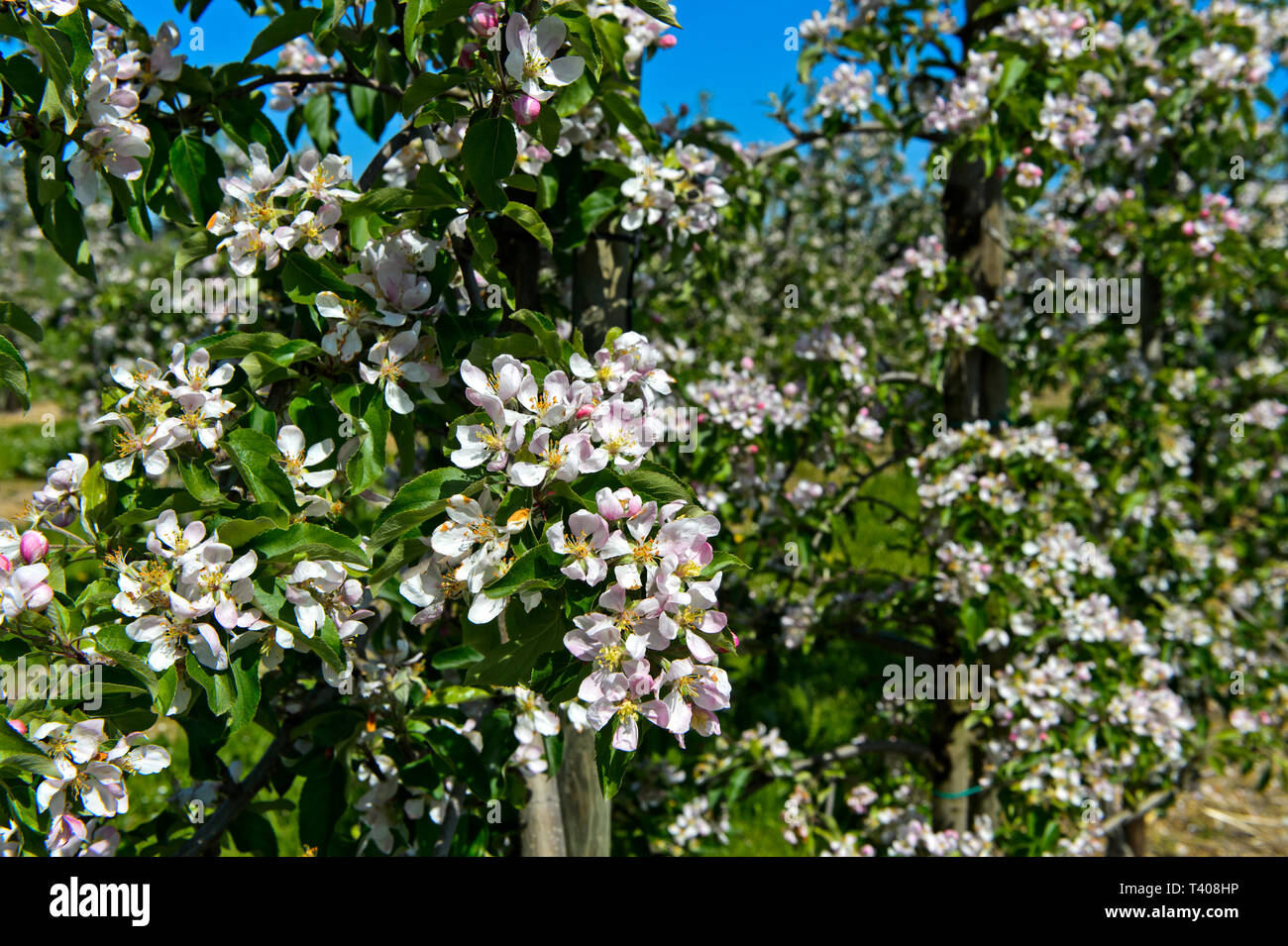 Blühende Apfelbäume im Halb-standard Baum Anbau, Kanton Thurgau, Schweiz Stockfoto