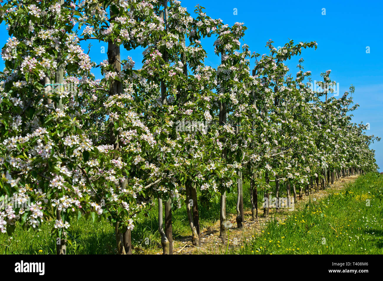 Blühende Apfelbäume im Halb-standard Baum Anbau, Kanton Thurgau, Schweiz Stockfoto
