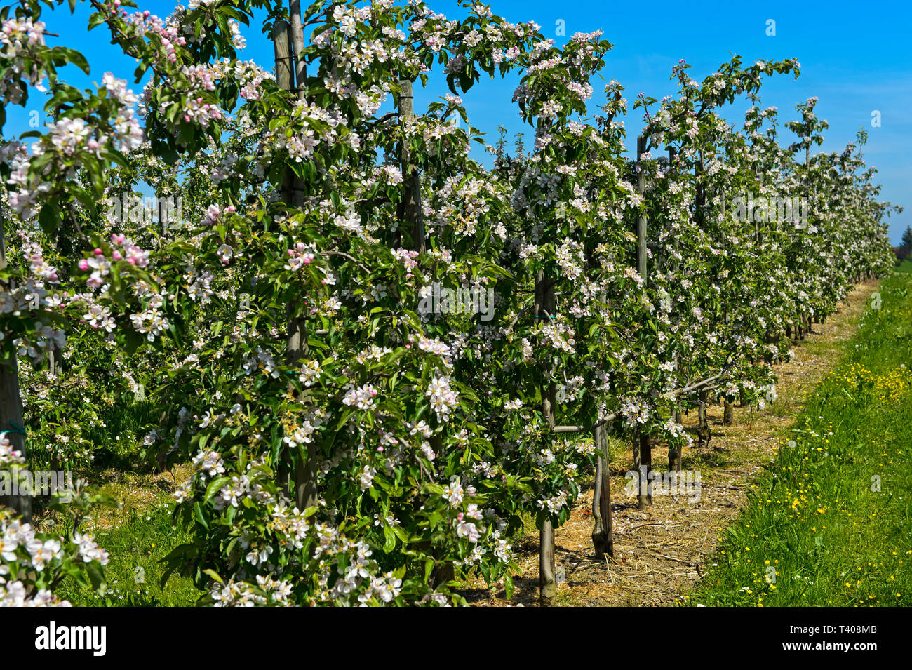 Blühende Apfelbäume im Halb-standard Baum Anbau, Kanton Thurgau, Schweiz  Stockfotografie - Alamy