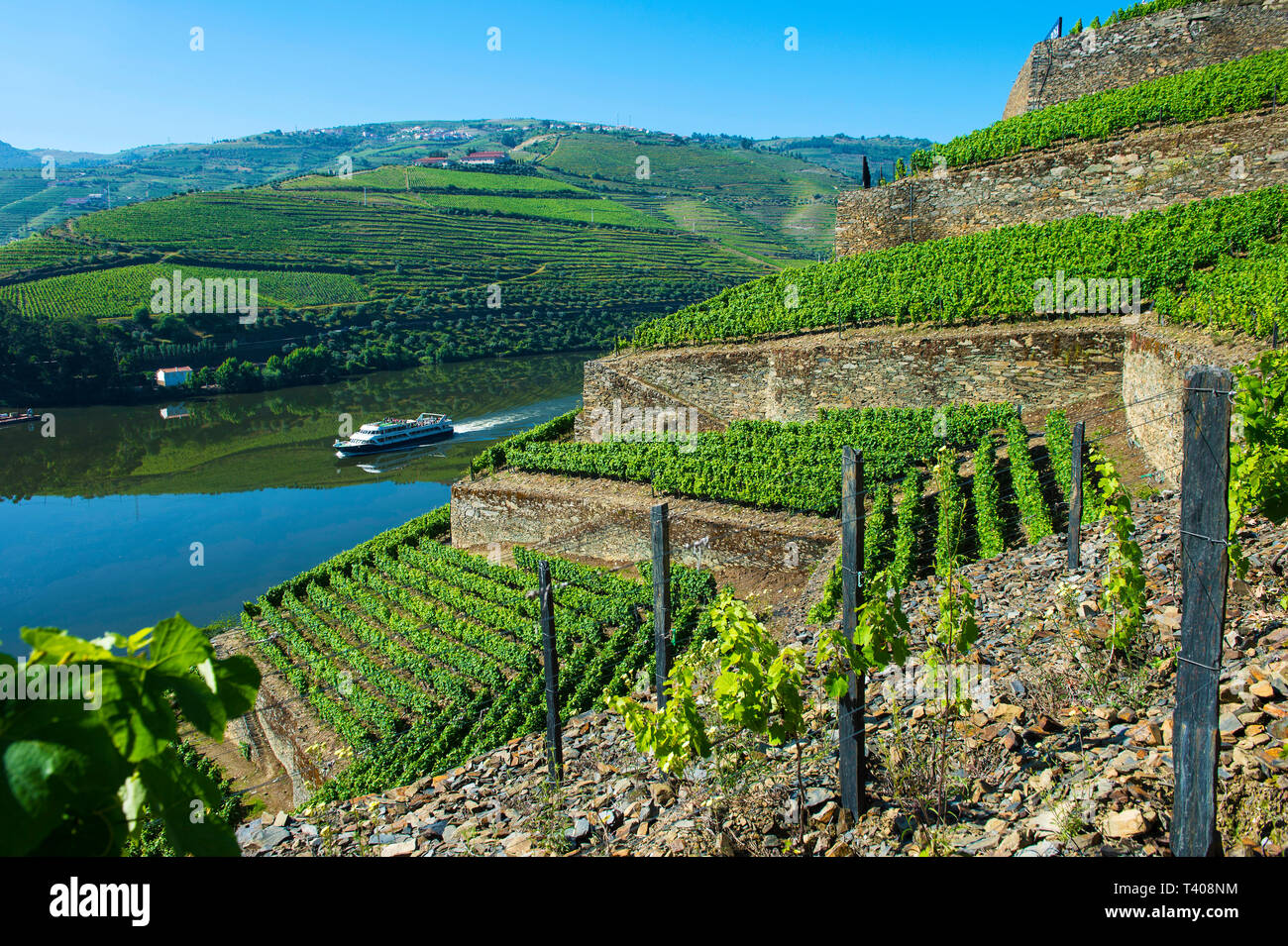Im Weinberg Hölle Valley, Vale do Inferno, über dem Fluss Douro Weingut Quinta de la Rosa, Pinhao, Douro-tal, Portugal Stockfoto