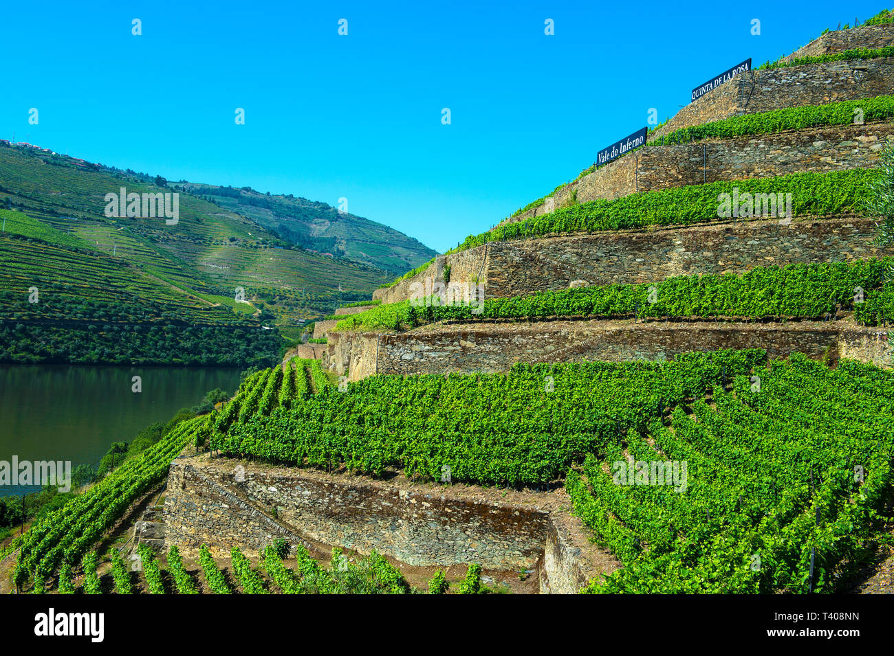 Im Weinberg Hölle Valley, Vale do Inferno, über dem Fluss Douro Weingut Quinta de la Rosa, Pinhao, Douro-tal, Portugal Stockfoto