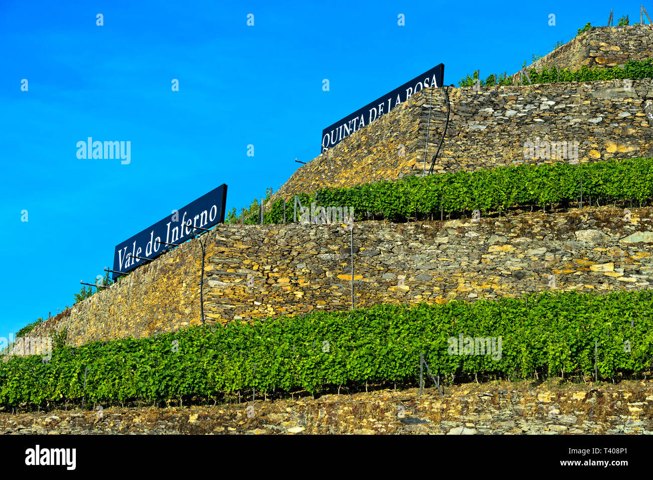 Terrassierten Weinberg auf trockenmauern an einem steilen Hang, Weinberg Hölle Valley, Vale do Inferno, Weingut Quinta de la Rosa, Pinhao, Douro-tal, Portugal Stockfoto