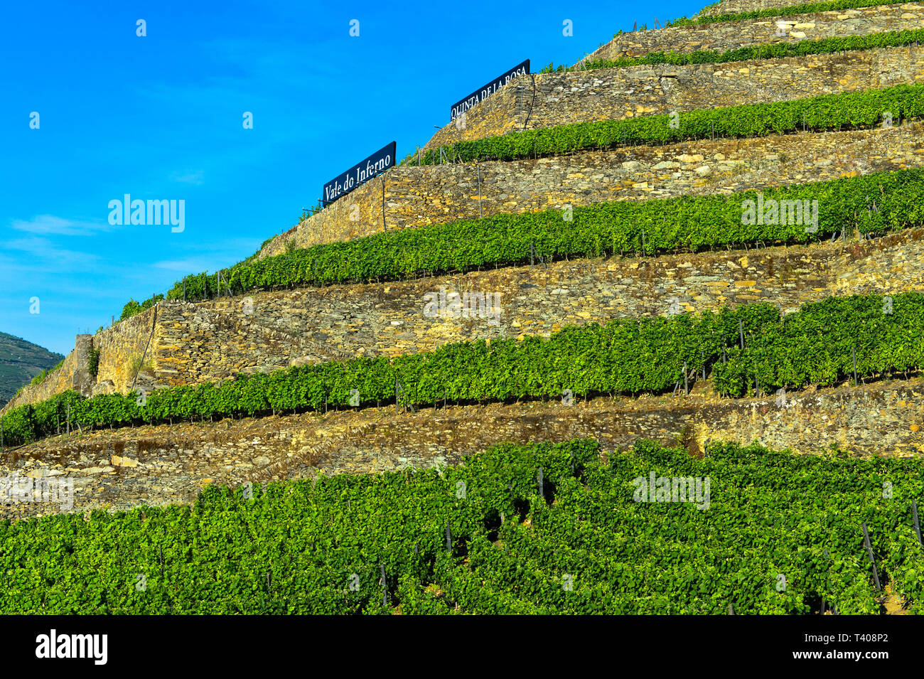 Terrassierten Weinberg auf trockenmauern an einem steilen Hang, Weinberg Hölle Valley, Vale do Inferno, Weingut Quinta de la Rosa, Pinhao, Douro-tal, Portugal Stockfoto