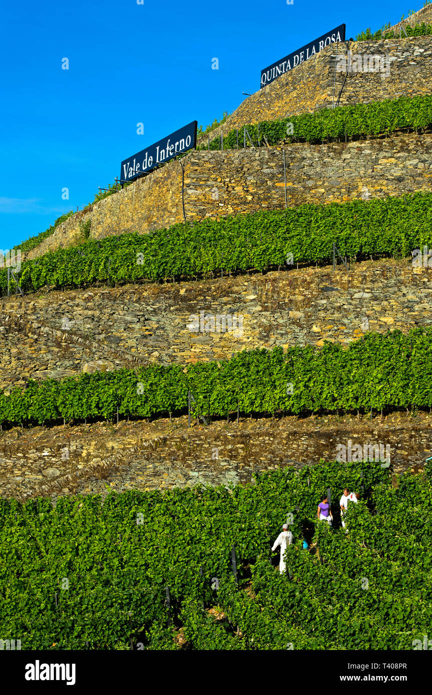 Terrassierten Weinberg auf trockenmauern an einem steilen Hang, Weinberg Hölle Valley, Vale do Inferno, Weingut Quinta de la Rosa, Pinhao, Douro-tal, Portugal Stockfoto