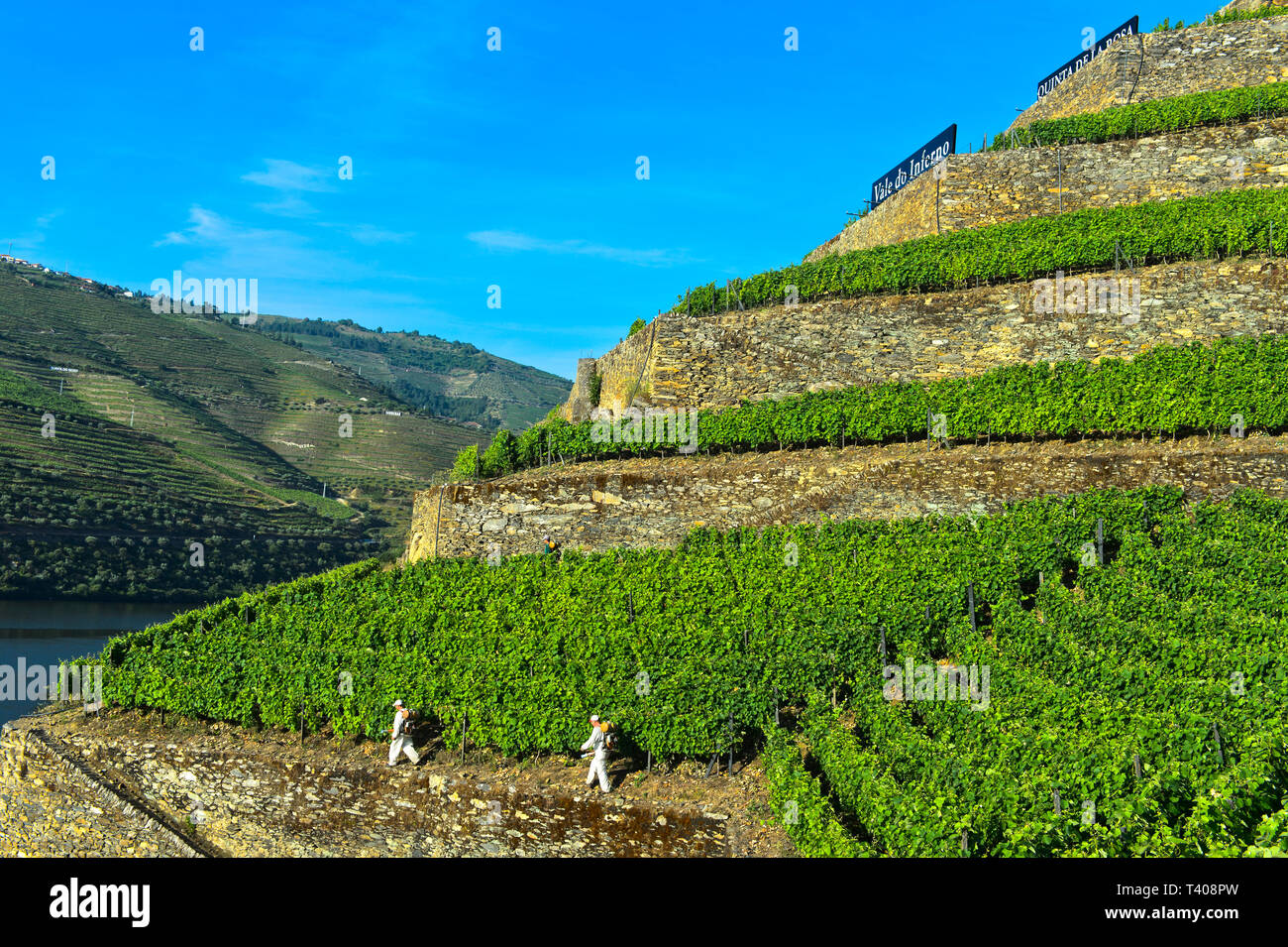 Arbeitnehmer in den terrassierten Weinberg Hölle Valley, Vale do Inferno, Weingut Quinta de la Rosa, Pinhao, Douro-tal, Portugal Stockfoto