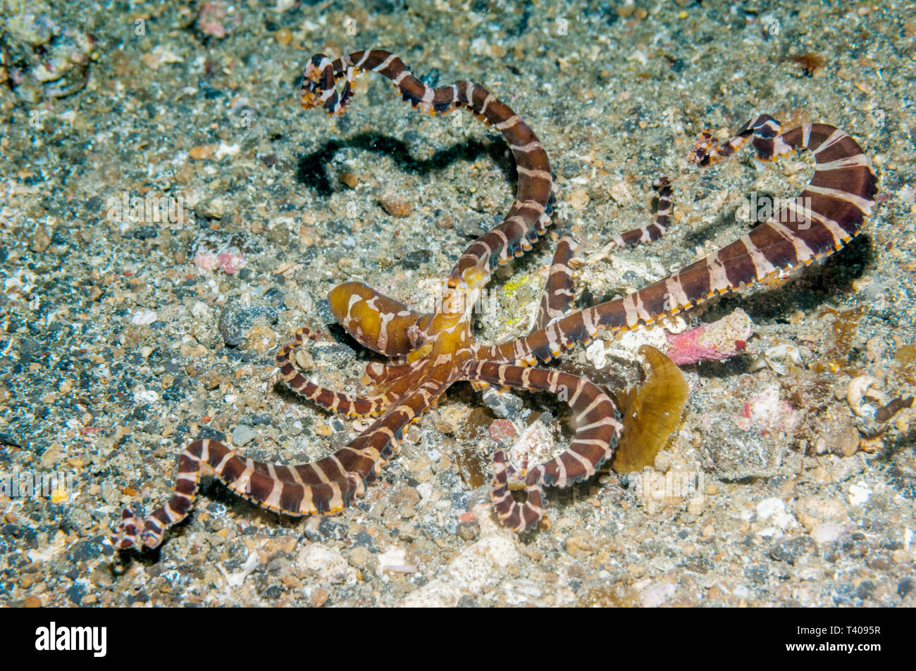 [Wunderpus Wonderpus photogenicus]. Langarmige Octopus. Lembeh Strait, Nord Sulawesi, Indonesien. Stockfoto
