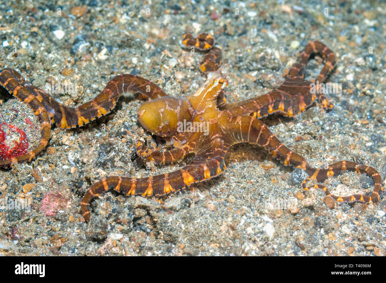 [Wunderpus Wonderpus photogenicus]. Langarmige Octopus. Lembeh Strait, Nord Sulawesi, Indonesien. Stockfoto