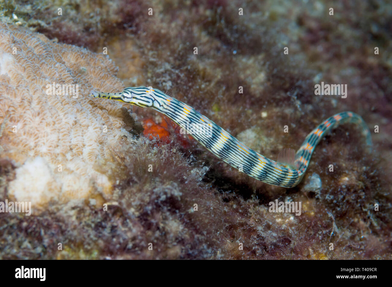 Gebänderte Seenadeln Messmate [Corythoichthys]. Nord Sulawesi, Indonesien. Indo-West Pazifik. Stockfoto