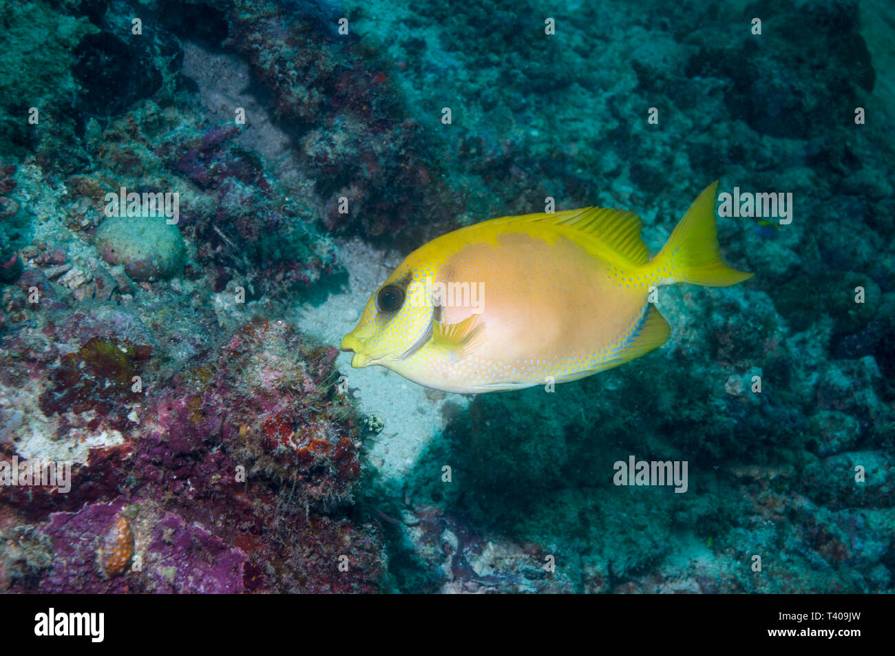 Coral Rabbitfish [Siganus carallinus]. Mabul, Malaysia. Indo-West Pazifik. Stockfoto