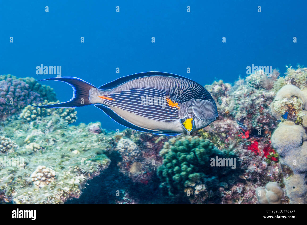 Sohal Doktorfische [Acanthurus sohal]. Ägypten, Rotes Meer. Rotes Meer endemisch. Stockfoto
