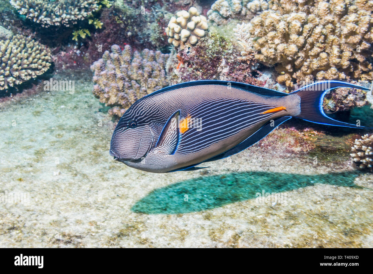 Sohal Doktorfische [Acanthurus sohal]. Ägypten, Rotes Meer. Rotes Meer endemisch. Stockfoto