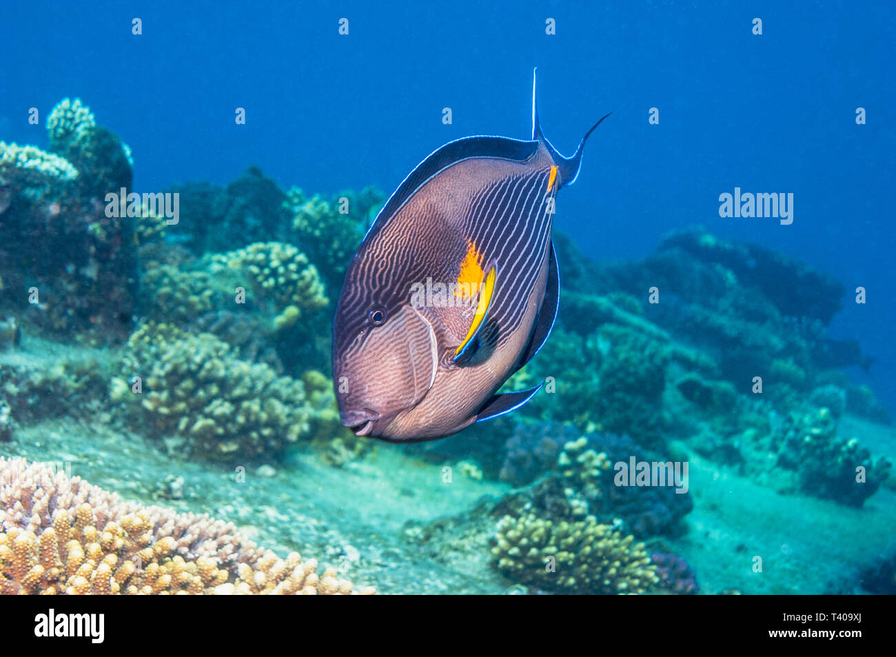 Sohal Doktorfische [Acanthurus sohal]. Ägypten, Rotes Meer. Rotes Meer endemisch. Stockfoto