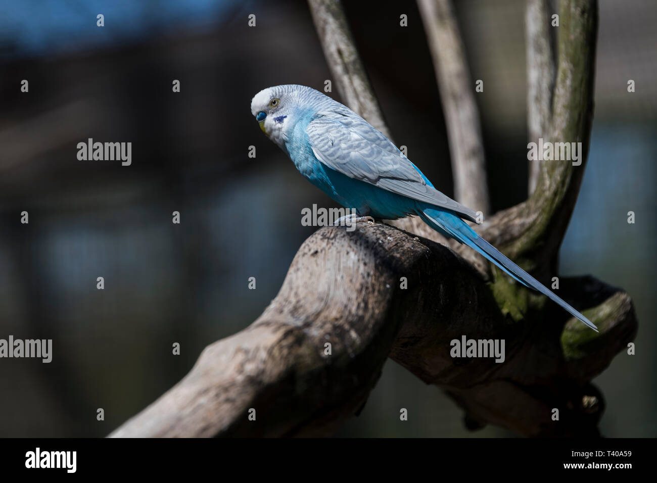 Blau captyive Sittich auf einem Zweig Stockfoto