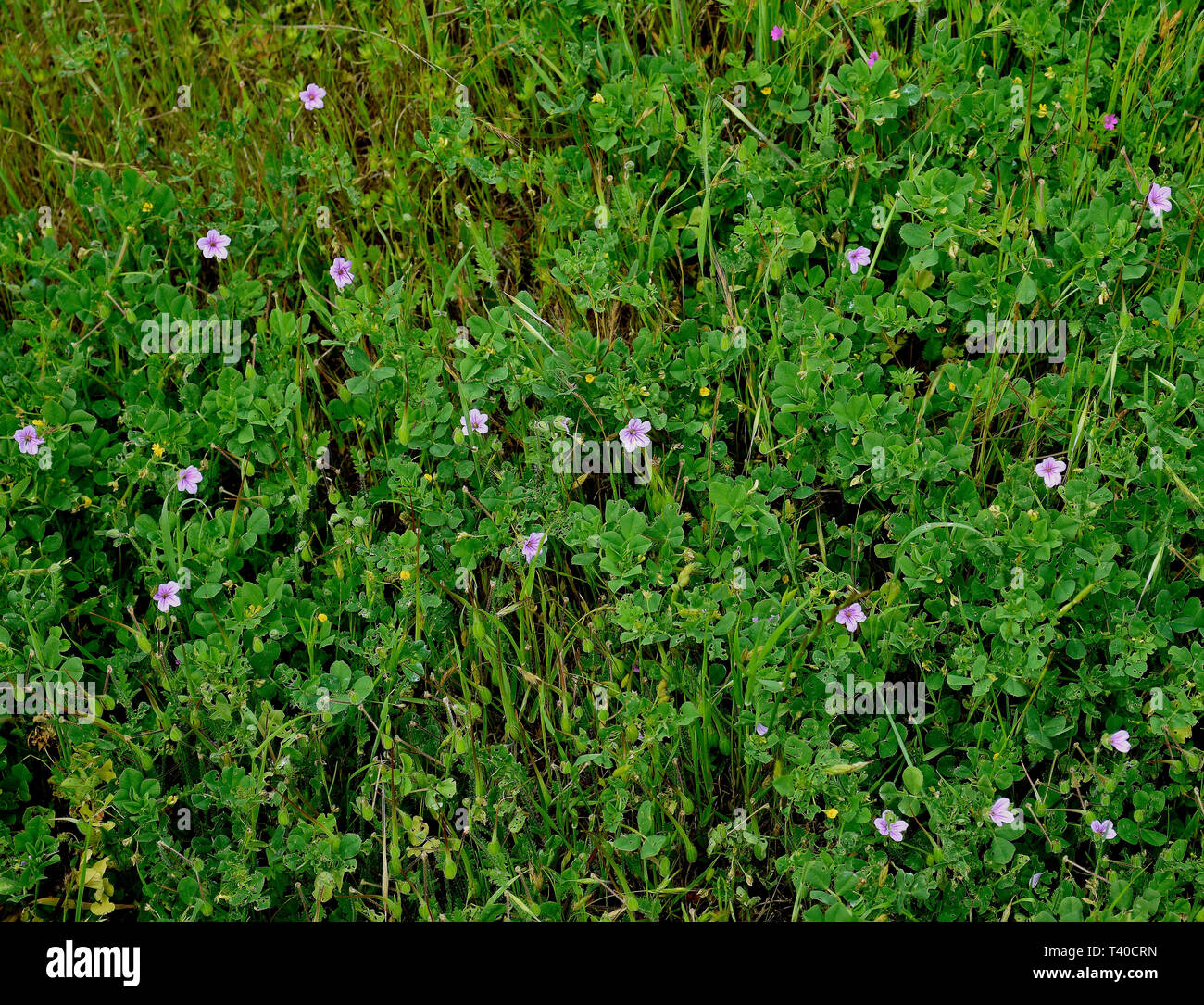 Feder Wildblumen an der Hayward Regional Shoreline Park in Hayward, Kalifornien Stockfoto