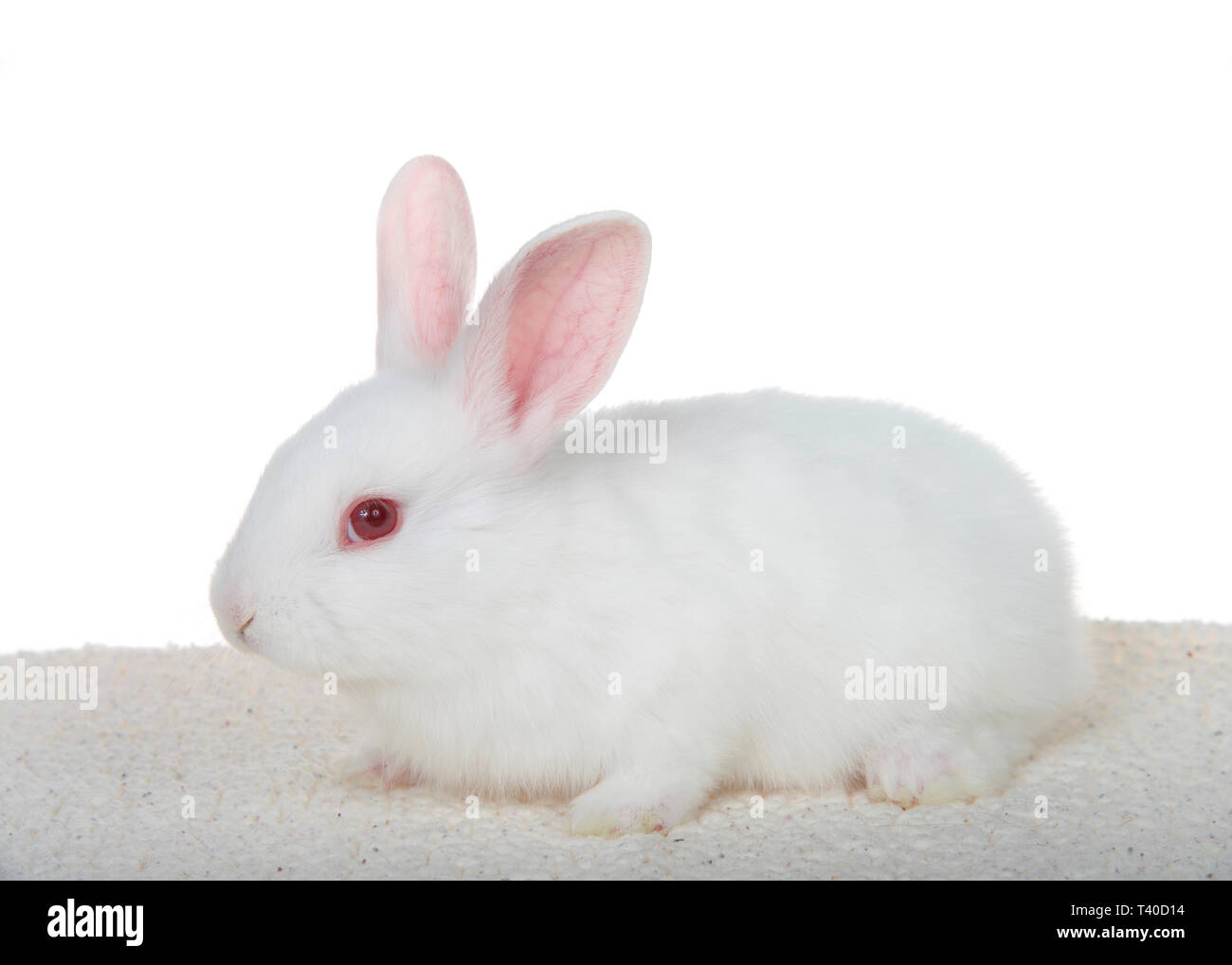 Adorable white Albino baby Bunny hockte sich auf lammfell Decke auf weißem Hintergrund, Profil anzeigen des gesamten Körpers. Stockfoto