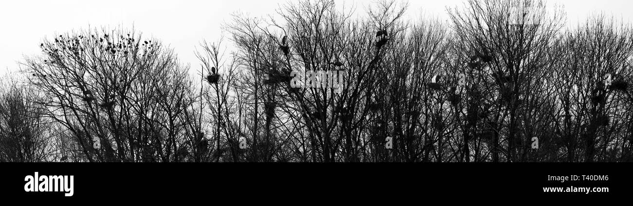 Große Blaue Reiher brüten in Rookery View Park in Wausau, Wisconsin Stockfoto