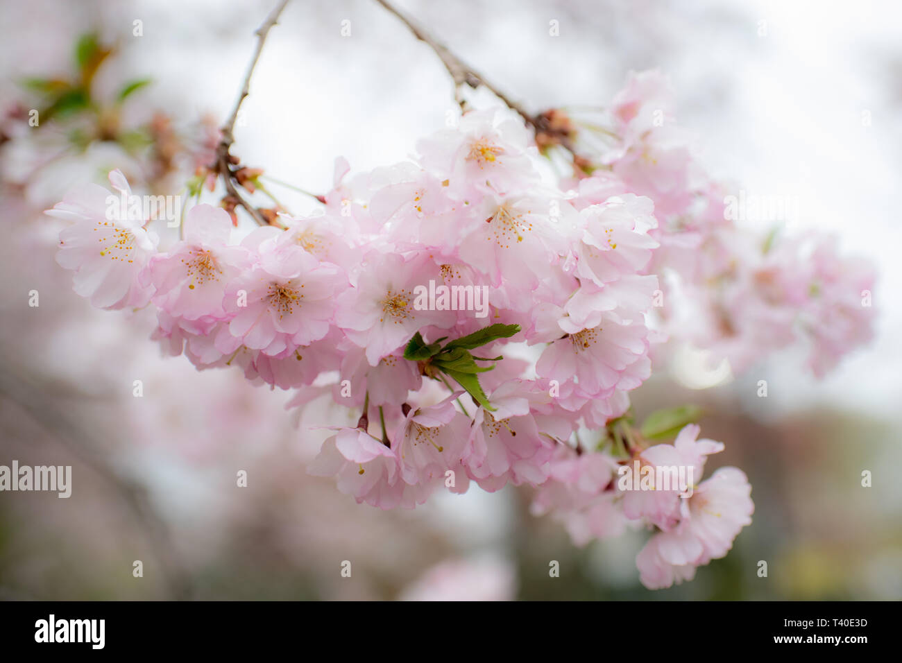 Kirschbaum Blüten im Frühling - prunus Rosengewächse blossom Close up - blühende Bäume blühen mit rosa und weißen Blüten - cherry tree blossom Close up Stockfoto