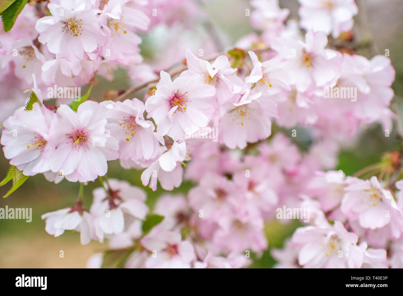 Kirschbaum Blüten im Frühling - prunus Rosengewächse blossom Close up - blühende Bäume blühen mit rosa und weißen Blüten - cherry tree blossom Close up Stockfoto