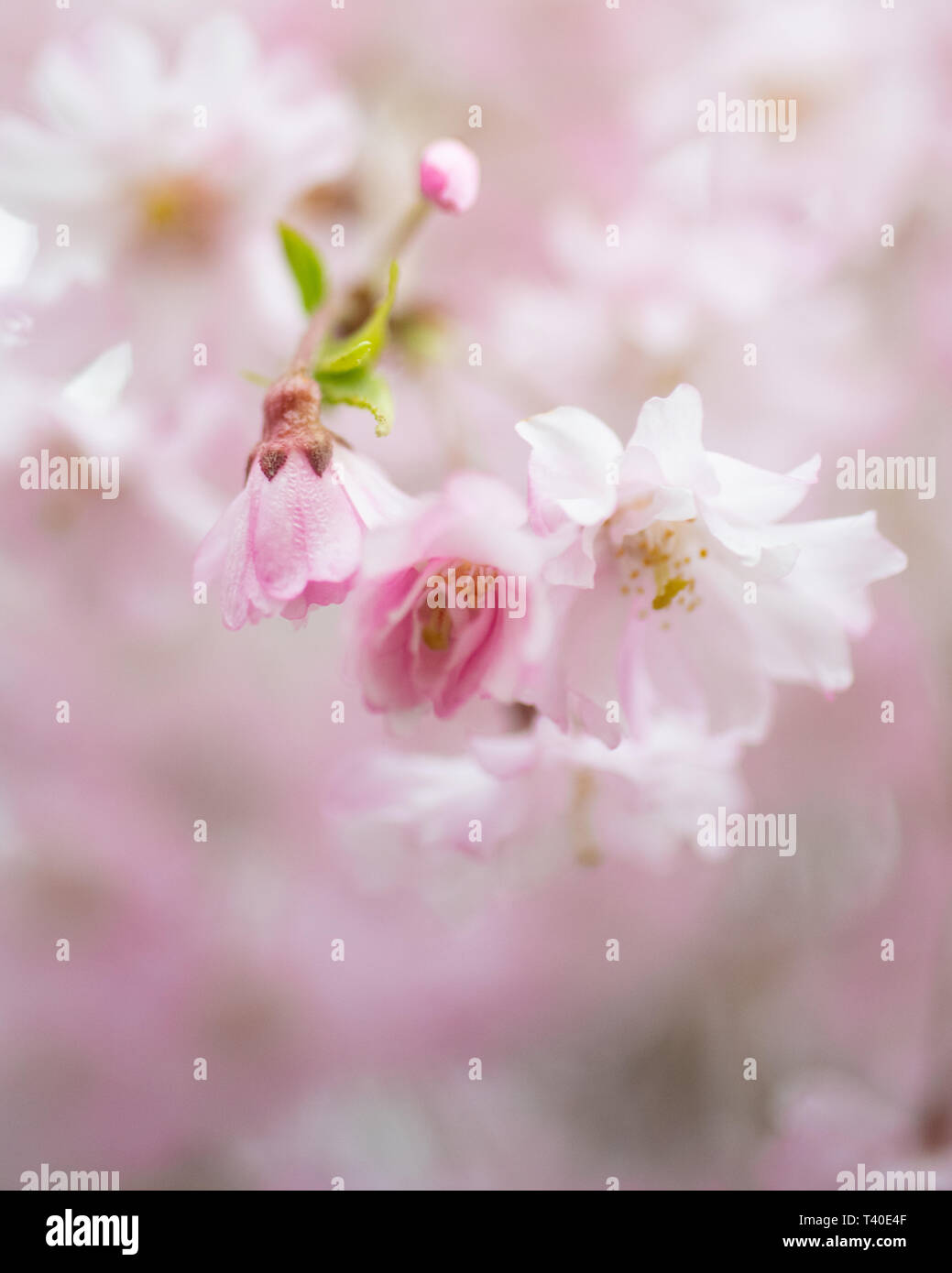 Kirschbaum Blüten im Frühling - prunus Rosengewächse blossom Close up - blühende Bäume blühen mit rosa und weißen Blüten - cherry tree blossom Close up Stockfoto