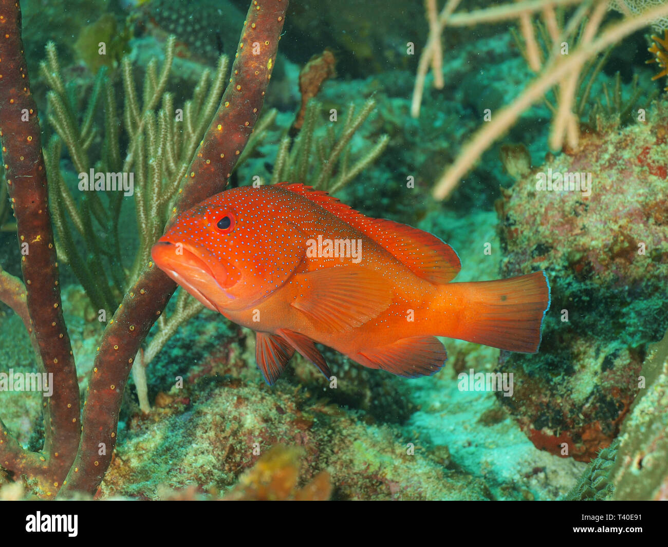 OLYMPUS DIGITALKAMERA Stockfoto