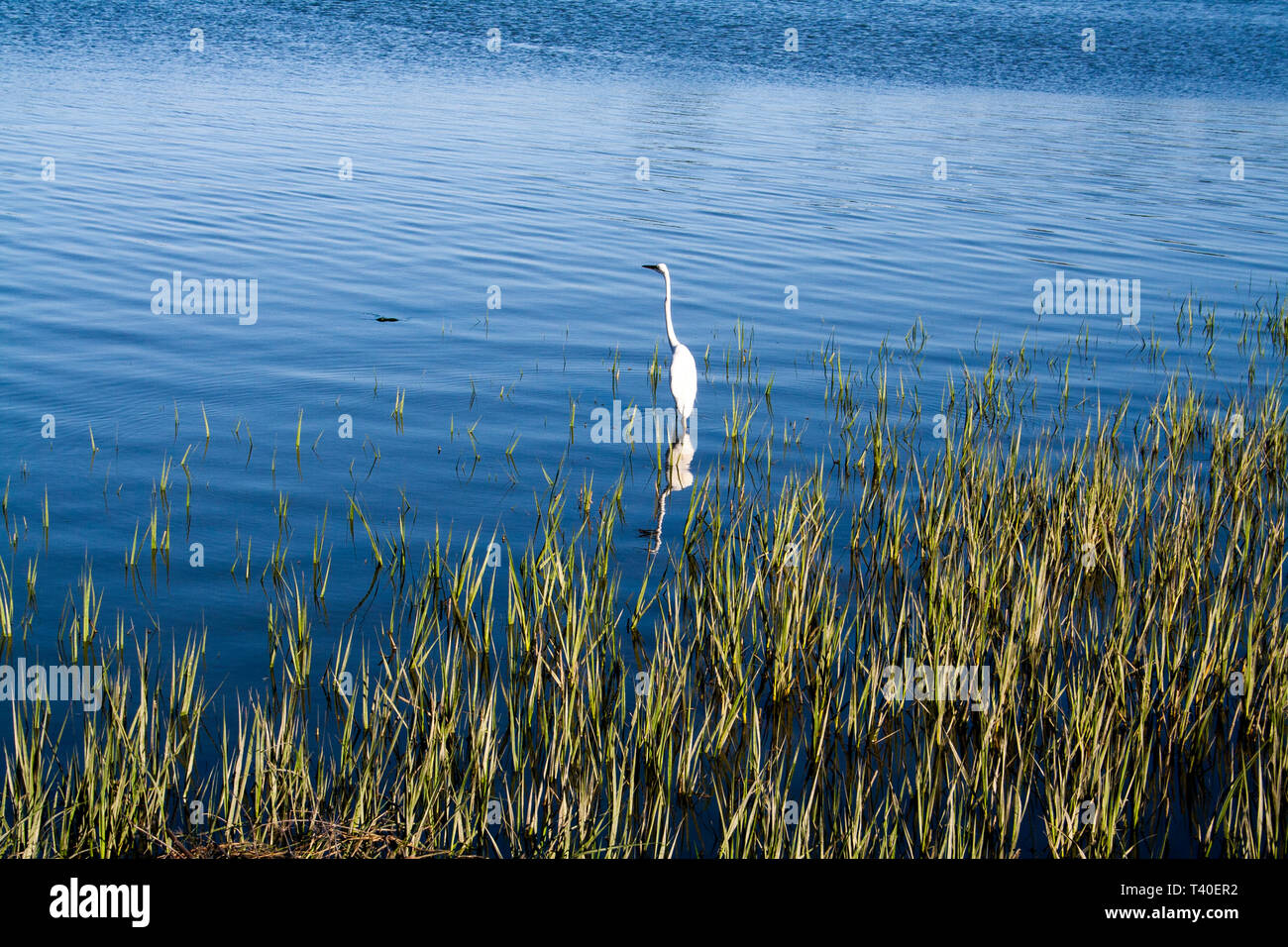 Weiße Reiher stehend im Wasser in Nordkalifornien Stockfoto