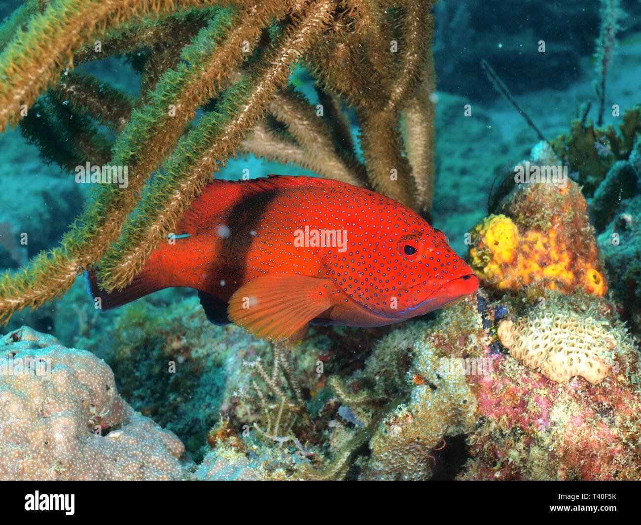 OLYMPUS DIGITALKAMERA Stockfoto