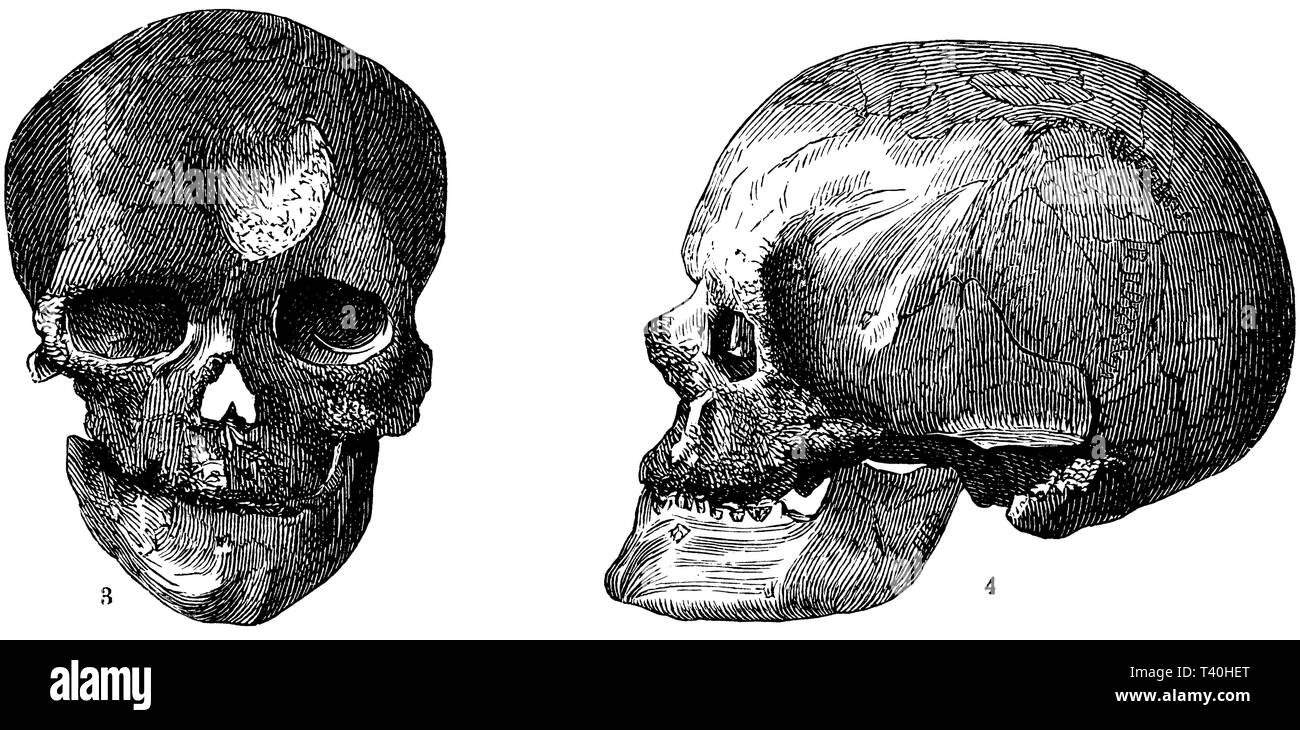 Schädel eines alten Mannes aus der Cro-Magnon-Höhle, Stockfoto