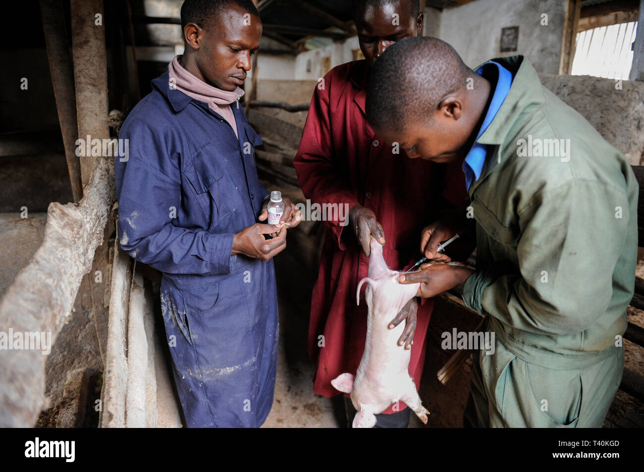 Kenia Limuru, Tigoni, Tierhaltung, Schweinezucht, Veterinärdienst, Impfungen für ein Ferkel Stockfoto