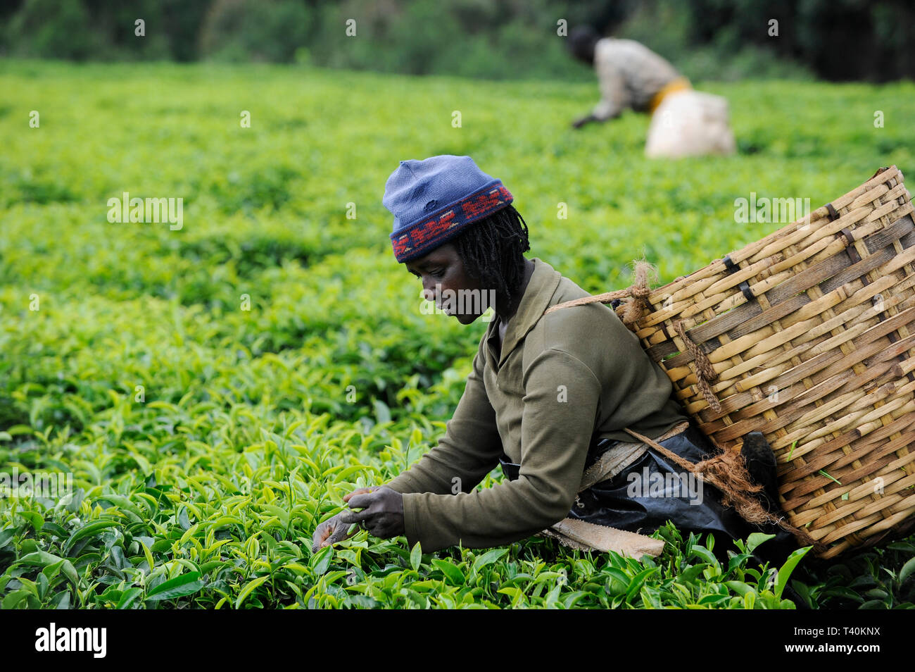 Kenia Limuru, Tigoni, Kaffee Ernte, Frauen grüne Teeblätter in Kaffee Garten/Kenia, T-Stück Ernte, dem Frauenbach pfluecken sterben Teeblaetter zupfen Stockfoto