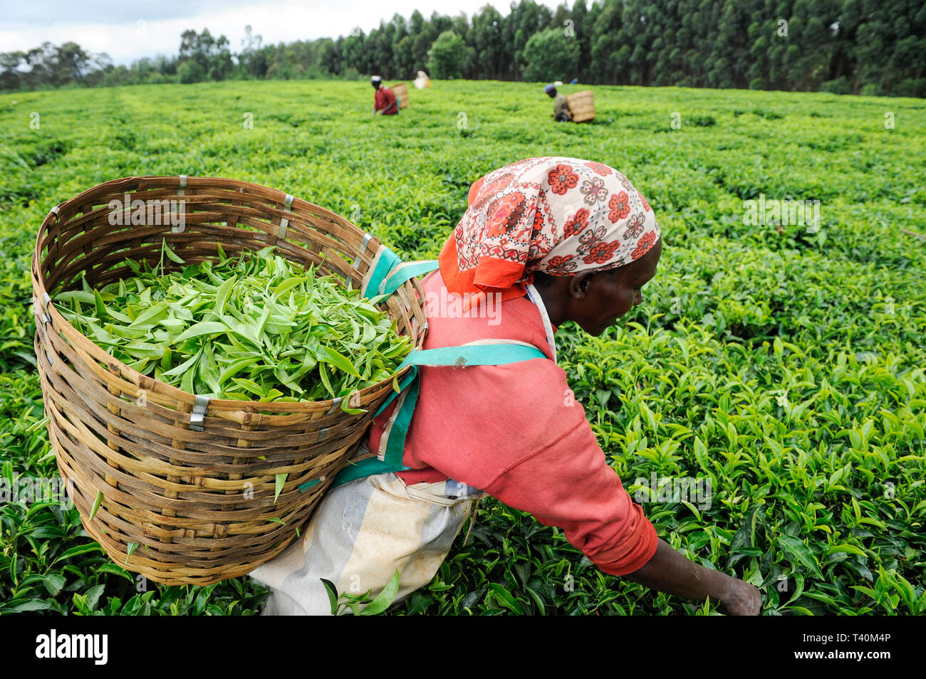 Kenia Limuru, Tigoni, Kaffee Ernte, Frauen grüne Teeblätter in Kaffee Garten/Kenia, T-Stück Ernte, dem Frauenbach pfluecken sterben Teeblaetter zupfen Stockfoto